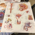 Anatomical Laminated Chart (New) - NMD -Angelus Medical