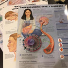 Anatomical Laminated Chart (New) - NMD -Angelus Medical