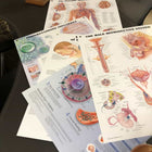 Anatomical Laminated Chart (New) - NMD -Angelus Medical