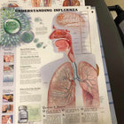 Anatomical Laminated Chart (New) - NMD -Angelus Medical