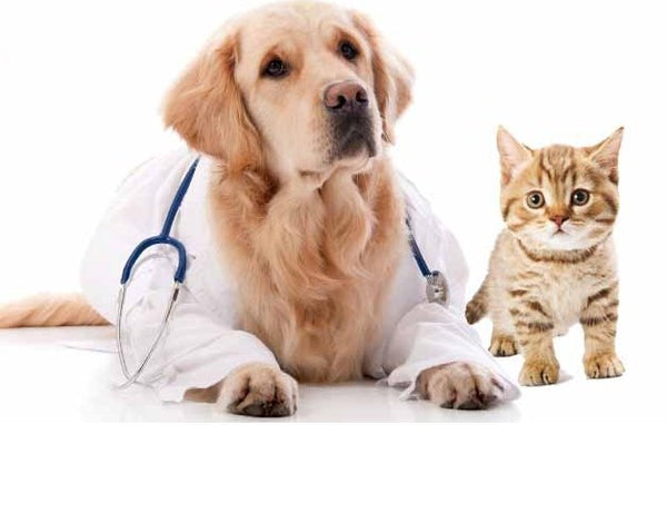 Veterinary Equipment