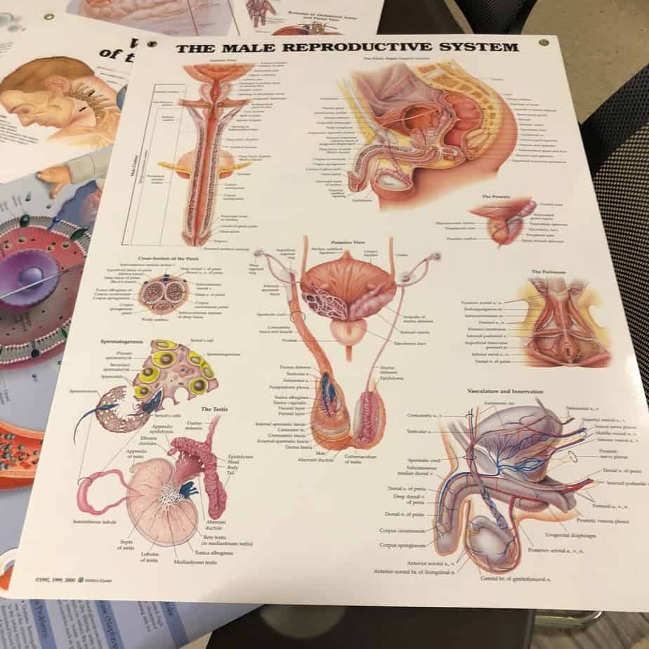 Anatomy Charts