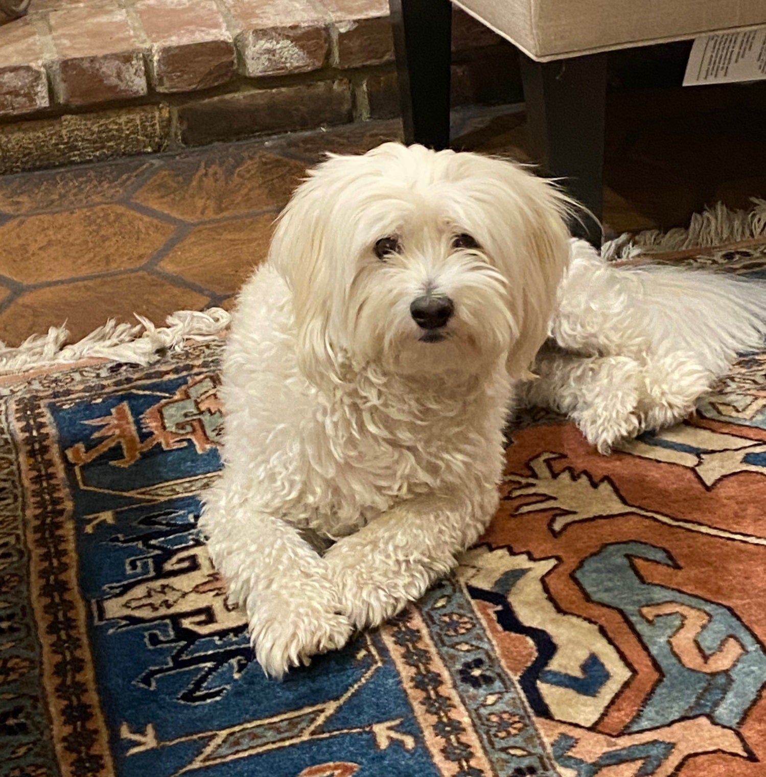 Veterinary - Angelus Medical and Optical