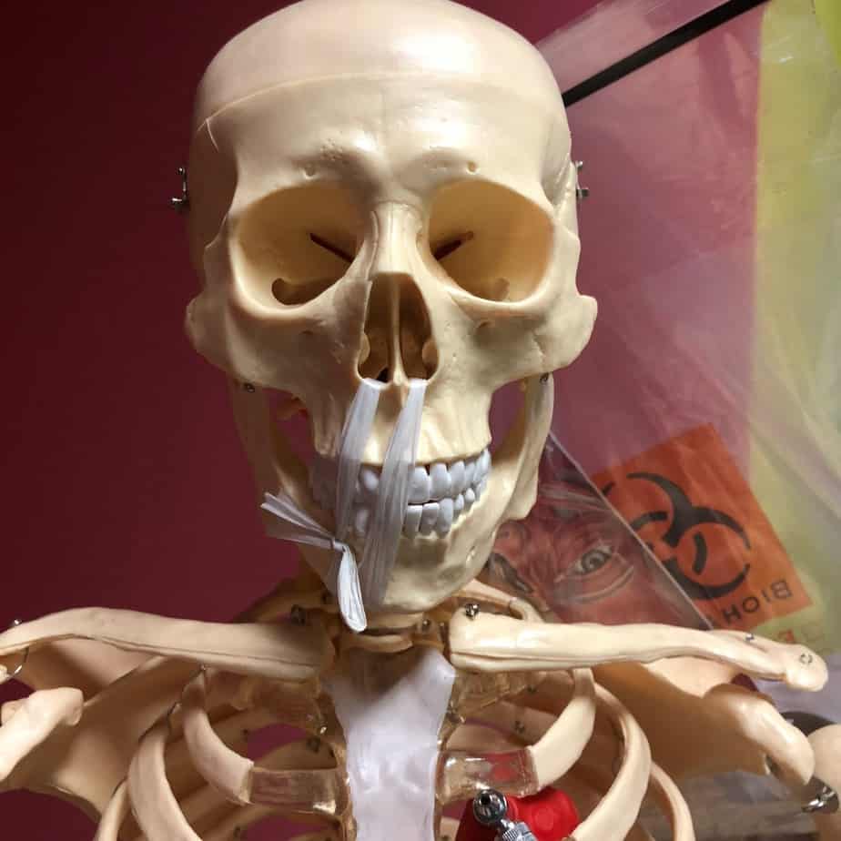 Anatomical Human Skeleton (New) - NMD -Angelus Medical