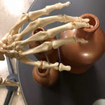 Anatomical Human Skeleton (New) - NMD -Angelus Medical