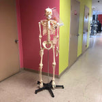 Anatomical Human Skeleton (New) - NMD -Angelus Medical