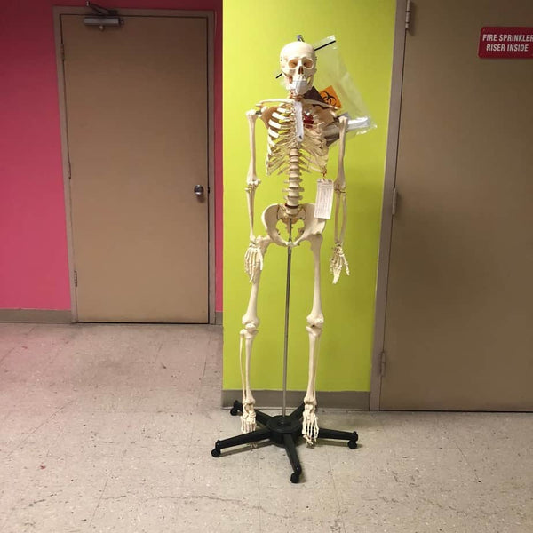 Anatomical Human Skeleton