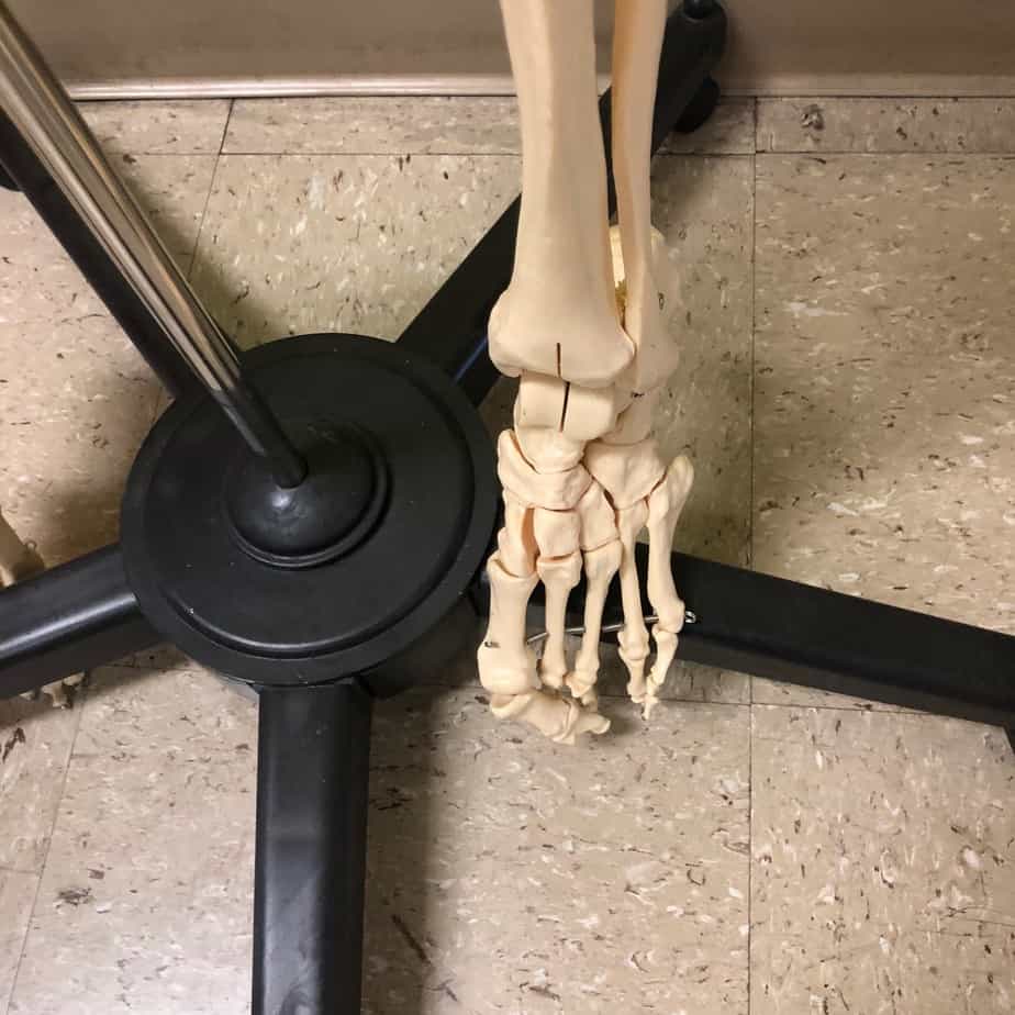 Anatomical Human Skeleton (New) - NMD -Angelus Medical