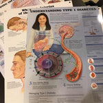 Anatomical Laminated Chart (New) - NMD -Angelus Medical