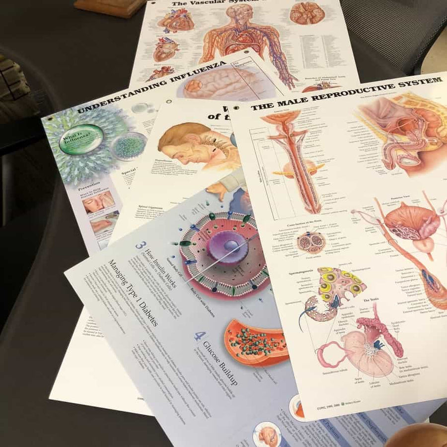 Anatomical Laminated Chart (New) - NMD -Angelus Medical