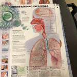 Anatomical Laminated Chart (New) - NMD -Angelus Medical