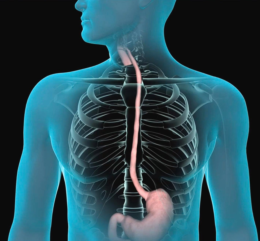 Endoscopy Equipment - Angelus Medical and Optical -Angelus Medical